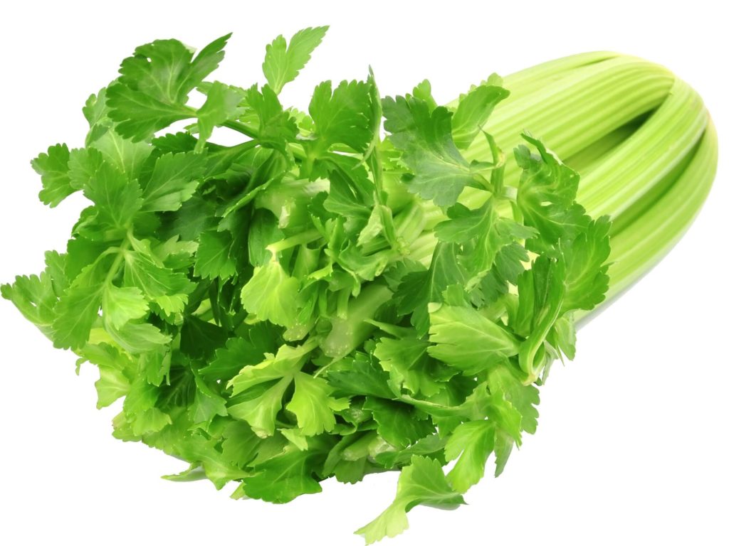 Celery FLOWER BOARD